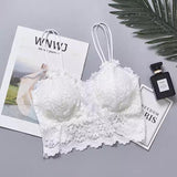 Jimmy Lace Bralette - Alamode By Akanksha
